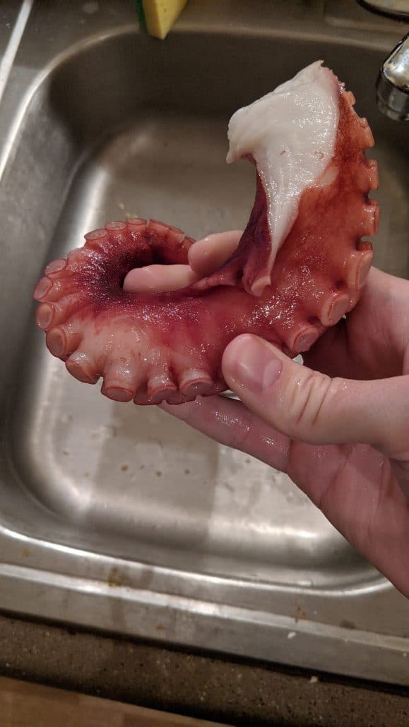 An octopus tentacle